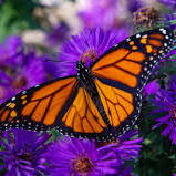 Wings in the Garden: Designing for Monarchs - logo